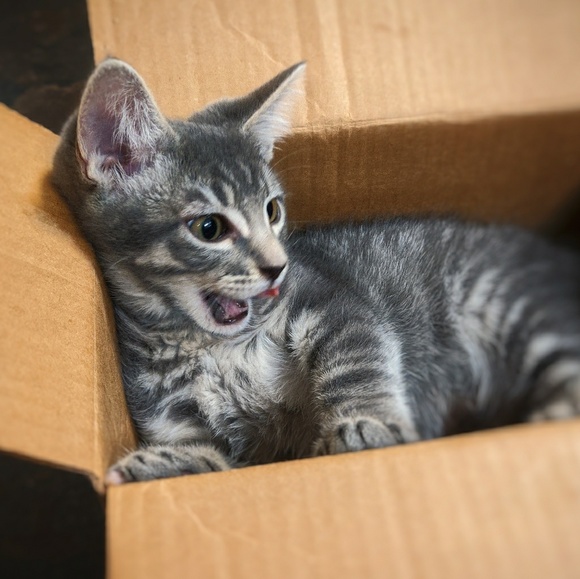 Meet your Posher, Lindsey - Picture 1 of 1